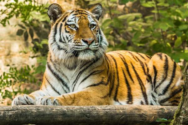 Golden Triangle with Ranthambore